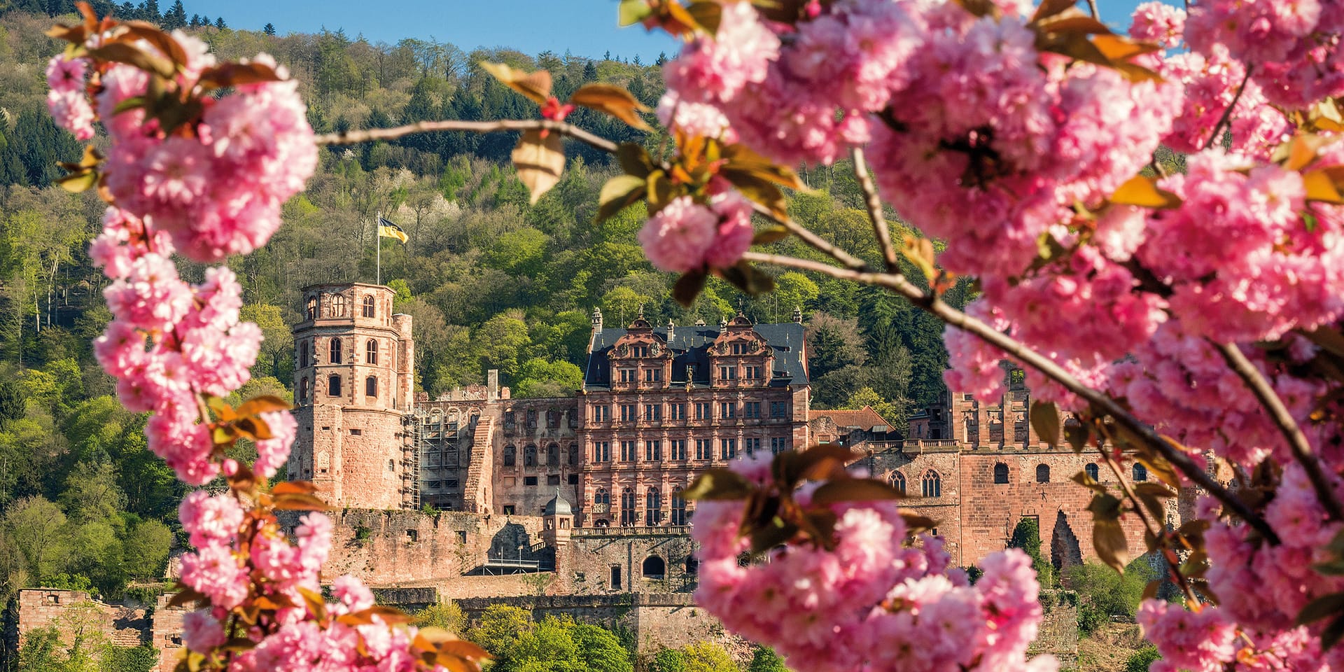 Heidelberger Schloss Blüten Frühling